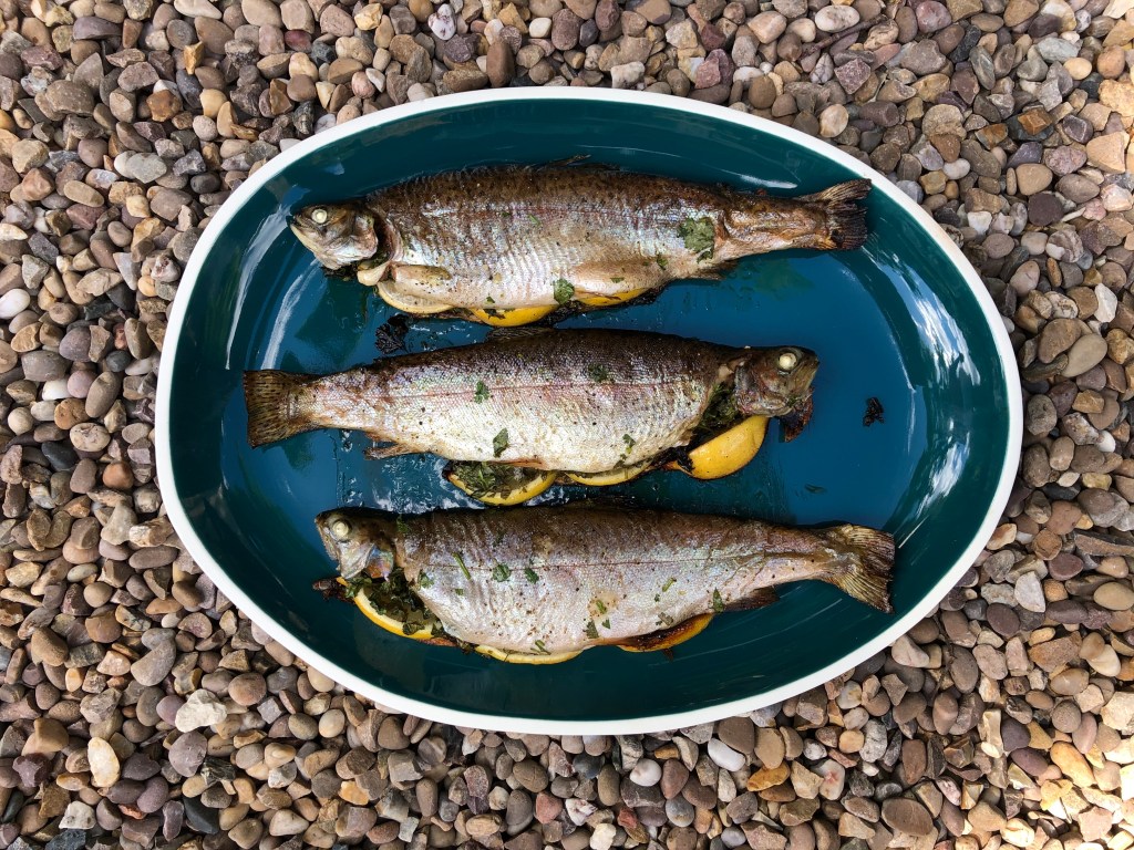 Rainbow Trout for an Old&nbsp;Trout